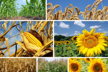 Corn, Wheat and Sunflower Collage