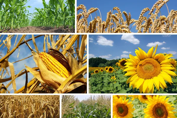 Corn, Wheat and Sunflower Collage Stock Image