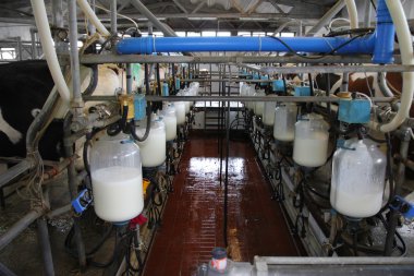 Dairy farm, milking cows