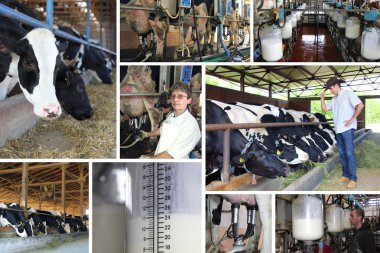 Dairy farm, collage clipart