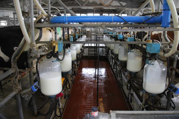 Dairy farm, melken van koeien — Stockfoto