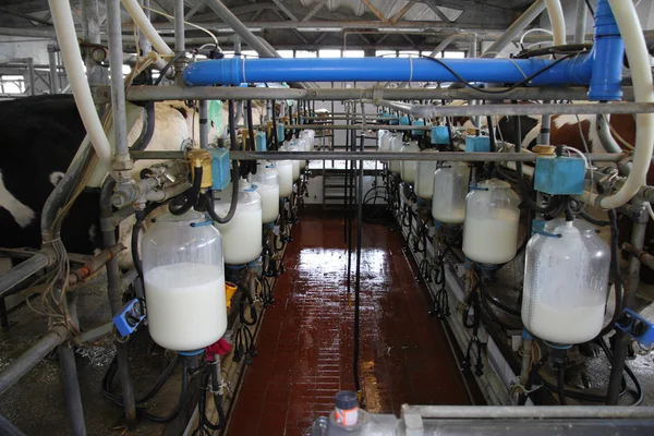 Молочная ферма, доильные коровы Стоковая Картинка