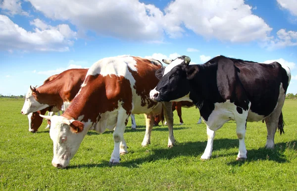 Vacas que pastam em pastagens — Fotografia de Stock