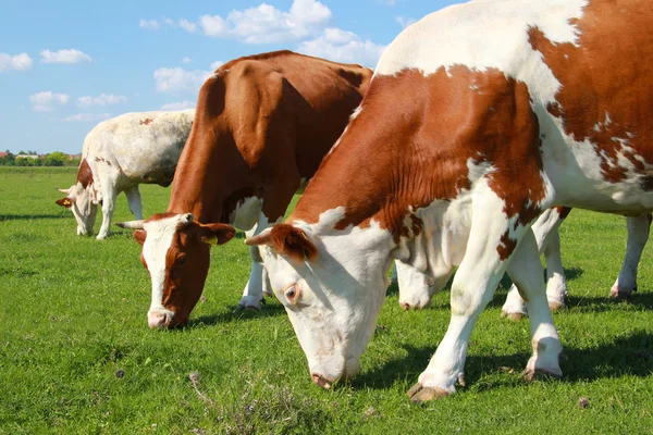 Vacas pastando en pastos —  Fotos de Stock