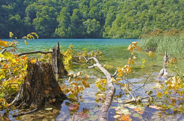 Пень і падаюче дерево в озері — стокове фото