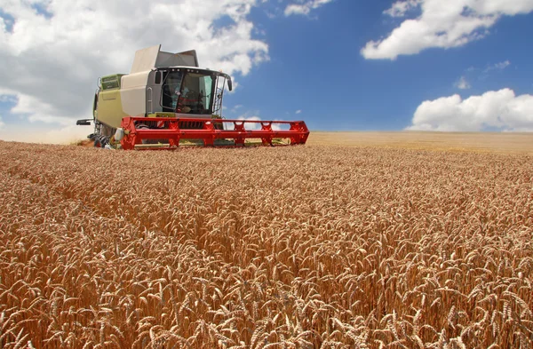 Combina la raccolta del grano — Foto Stock