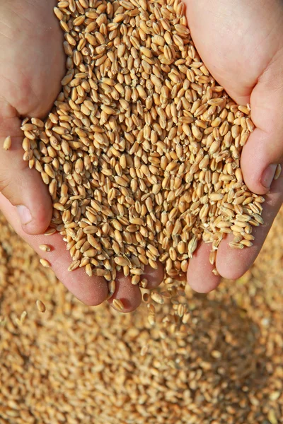 Пшеница в руке — стоковое фото