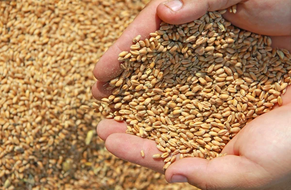 Wheat in a hand — Stock Photo, Image