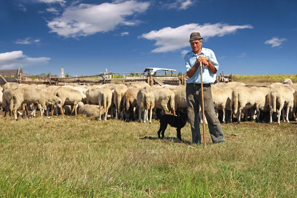 Shepherd with grazing sheep — Stock Photo, Image