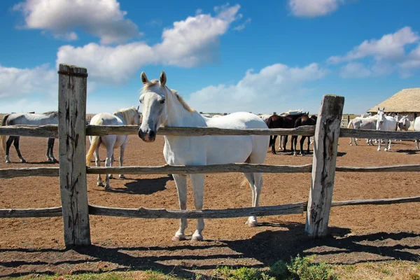 Horse Farm, Lipizzaner — Stock Photo, Image