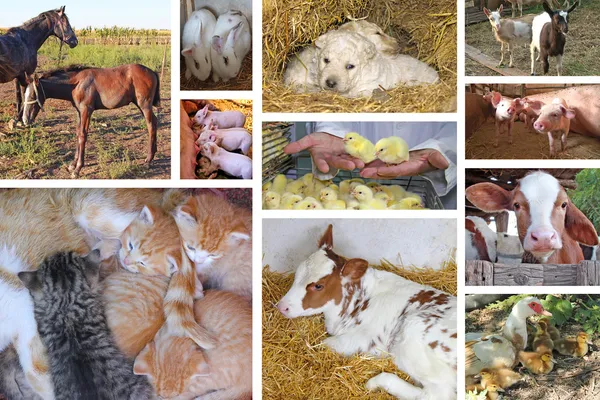 Collage de animales de bebé — Foto de Stock