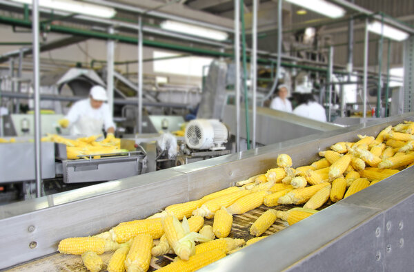 Corn cob on production line in a food industry