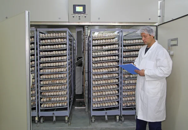 Boer besturingselementen kip eieren in incubator — Stockfoto