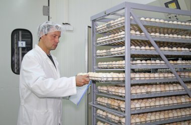 Çiftçi denetimleri kuluçka yumurta tavuk