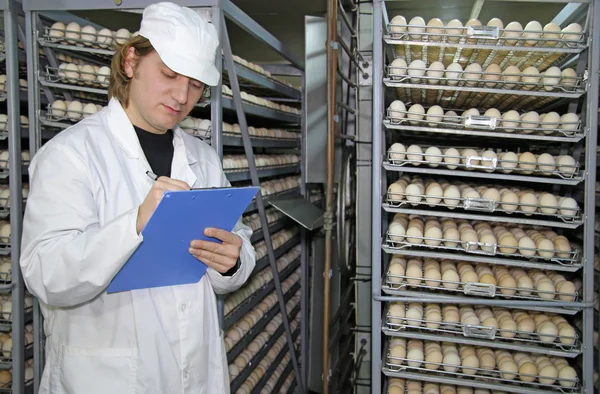 Rolnik kontroli kurzych jaj w inkubatorze — Zdjęcie stockowe