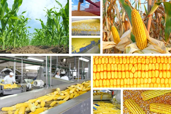 Producción de maíz, collage — Foto de Stock