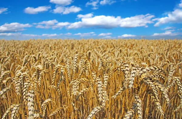 Altın buğday tarlası — Stok fotoğraf
