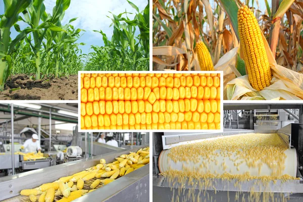 Corn production, collage — Stock Photo, Image