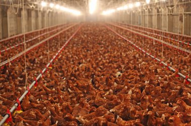Chicken Farm, Poultry Production