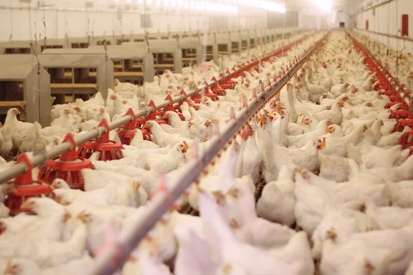 Hühnerfarm, Geflügelproduktion — Stockfoto