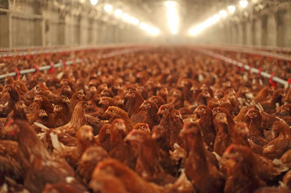 Ferme de poulet, production de volaille — Photo