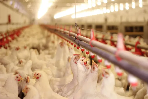 Ferme de poulet, production de volaille Images De Stock Libres De Droits