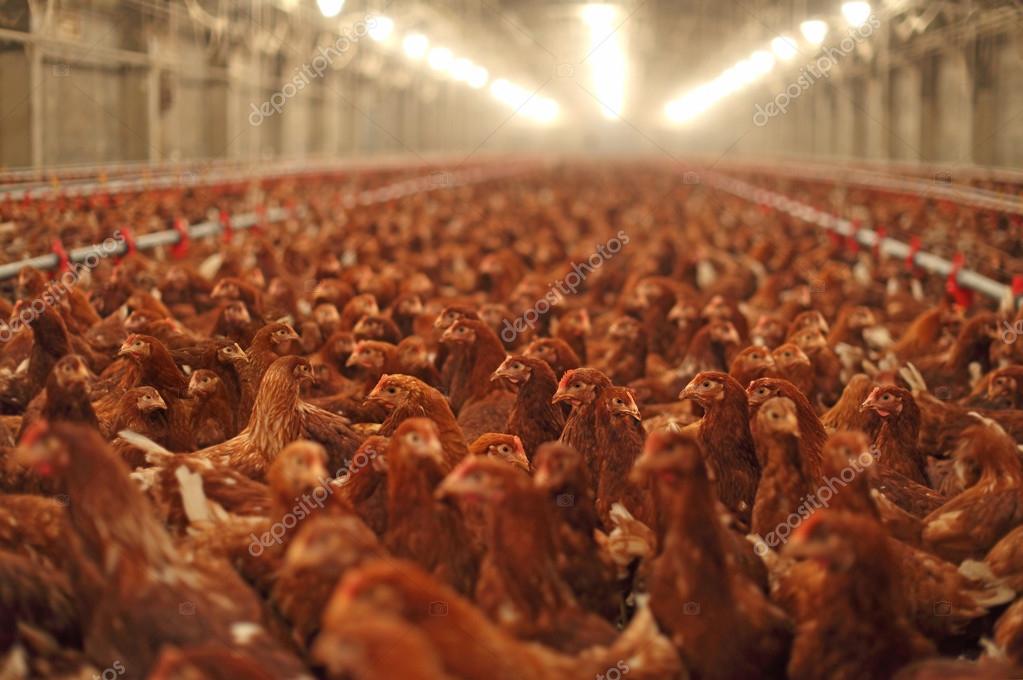 На птицеферму привезли корм. На птицеферму привезли корм которого хватило схема. 1 бригада может выполнить задание за 40 дней. На птицеферму привезли корм которого хватило. Холодильник на ферме для птицы.