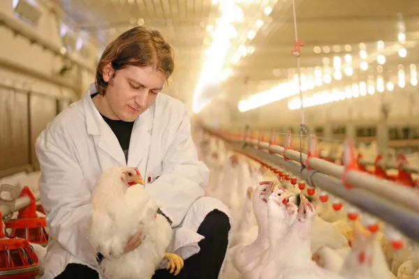 Veterinaria en granja de pollos — Foto de Stock