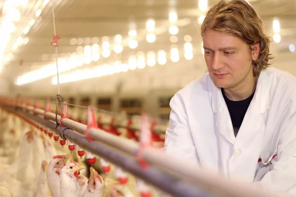 Mezőgazdasági termelő dolgozik a chicken farm — Stock Fotó