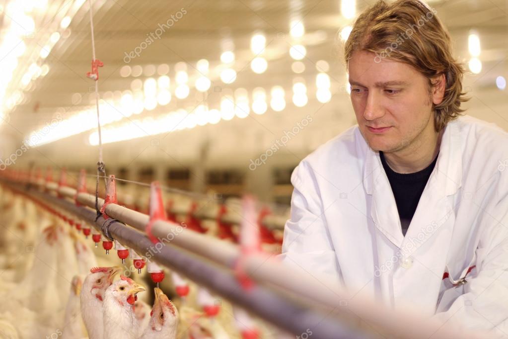 Farmer working on chicken farm