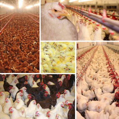 Chicken farm, poultry production - collage clipart