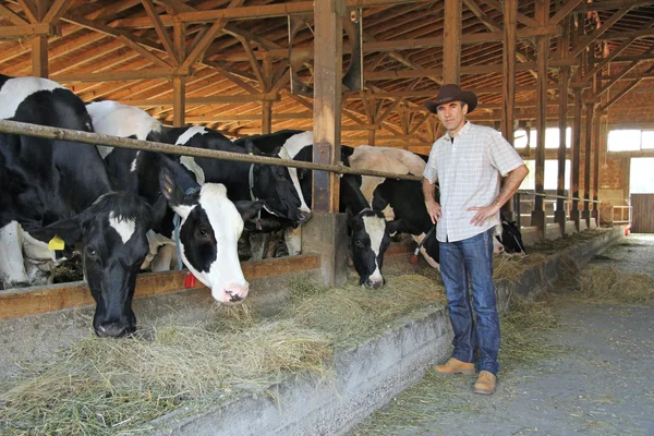 Agricultor y vacas en establo — Foto de Stock