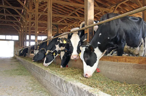 Vacas en una granja de vacas — Foto de Stock