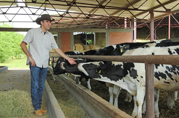 Boer en koeien in de stal — Stock Fotó