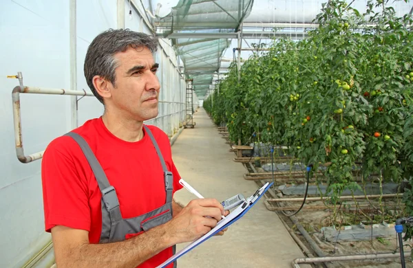 Agricultor en un invernadero —  Fotos de Stock