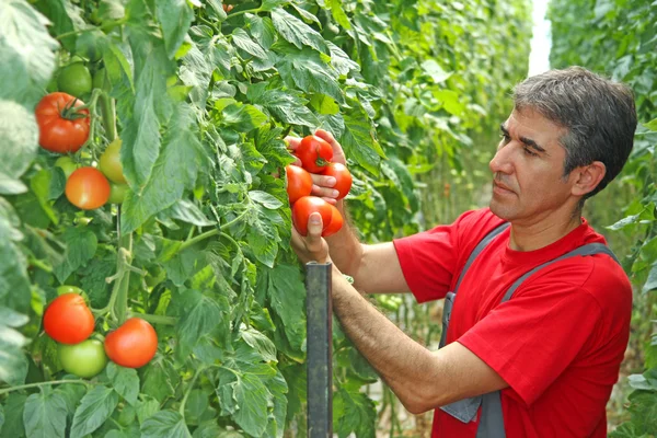 Farmer cueillette de tomates — Photo