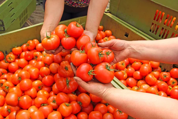 Tomato in womens hands — Stock Photo, Image