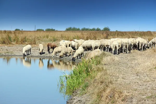 Herd of sheep — Stock Photo, Image