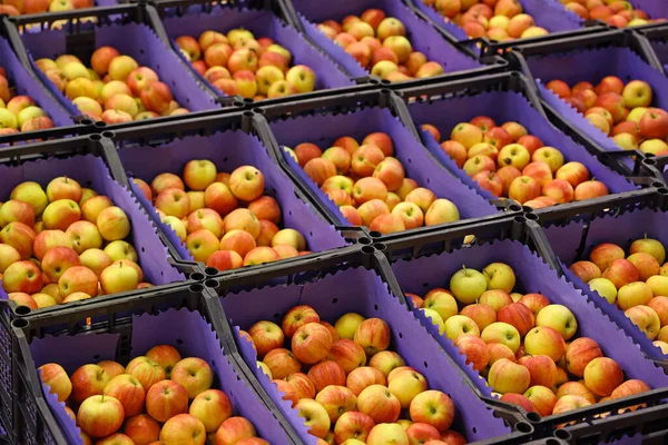 Maçãs Caixas Armazém Pronto Para Transporte Para Mercado — Fotografia de Stock