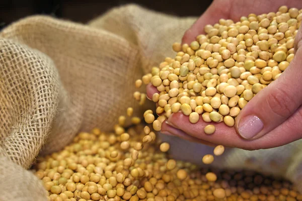 Female Hands Full Soybean Jute Sack Close — Stock Photo, Image