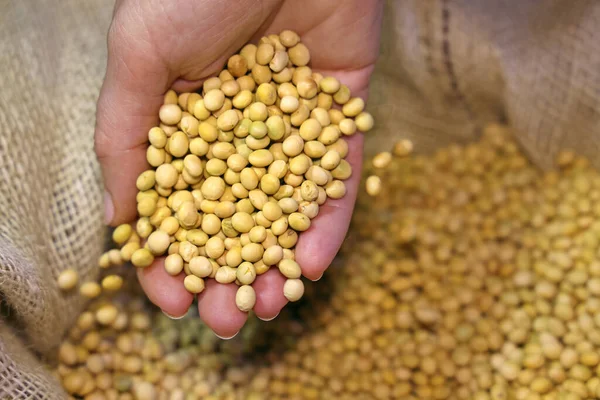 Female Hand Full Soybean Jute Sack Close — Stock Photo, Image