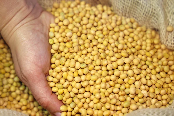 Female Hand Full Soybean Jute Sack Close — Stock Photo, Image