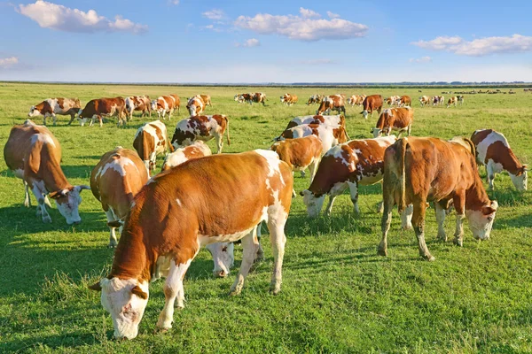 奶牛在牧场上吃草 风景秀丽的乡村景色 美丽的夏日 蔚蓝的天空和乌云 — 图库照片