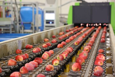 Clean fresh apples moving on conveyor sorting and grading by the machine in a fruit packing warehouse clipart