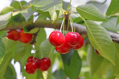Meyve bahçesindeki bir dalda toplanmaya hazır taze kiraz meyvesi.