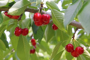 Meyve bahçesindeki bir dalda toplanmaya hazır taze kiraz meyvesi.