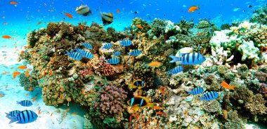 Kızıl Deniz 'in egzotik balıkları ve mercan resifleri, Palyaço Balığı, Bannerfish, Başçavuş Balığı, Japon Balığı ve Mısır' ın Hurghada kenti yakınlarındaki diğer deniz canlılarıyla sualtı sahnesi.