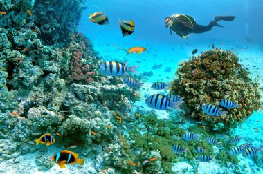 Kızıl Deniz 'in egzotik balıkları ve mercan resifleri, Palyaço Balığı, Bannerfish, Başçavuş Balığı, Japon Balığı ve Mısır' ın Hurghada kenti yakınlarındaki diğer deniz canlılarıyla sualtı sahnesi.