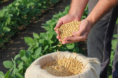 Başarılı bir çiftçinin elinde soya fasulyesi tohumu, arka planda yeşil soya tarlası, tarım konsepti. Kavanozda soya fasulyesi dolu elleri yakın.