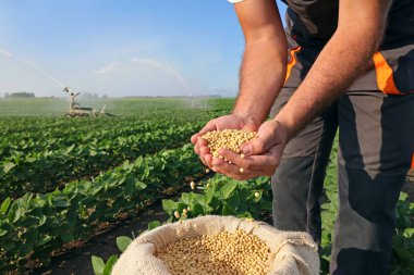 Başarılı bir çiftçinin ellerinde soya fasulyesi tohumu, yeşil soya tarlasını sulama, tarım kavramı. Kavanozda soya fasulyesi dolu elleri yakın.